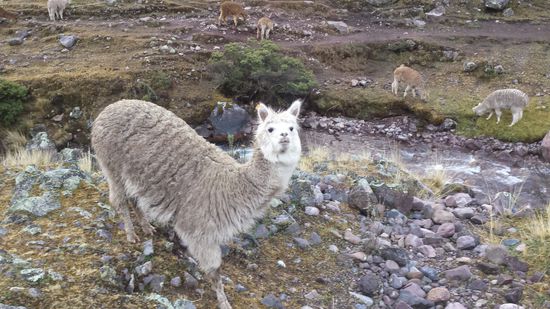 Alpaca (noch nicht fertig zubereitet )