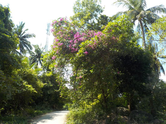 Über Stock und Stein...