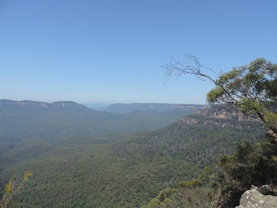 Hier liegt wirklich ein blauer Dunst über den Baumwipfel... dieser entsteht wohl duch die Dämpfe, die die Eukalyptusbäume abgeben.
