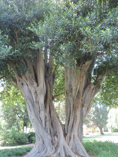 Die Bäume sehen hier immer aus, als wären 15 zusammen gewachsen