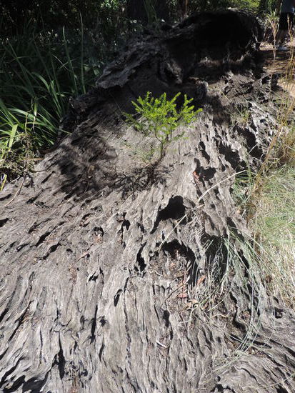 Ein hohler Baumstumpf