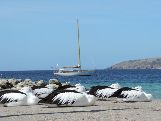 Die ersten Pelikane! (Haben sich von uns garnicht stören lassen)