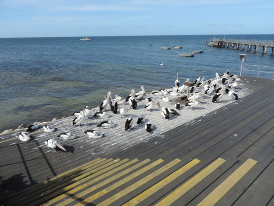 Kurz vor der Pelikanfütterung in Kingscote