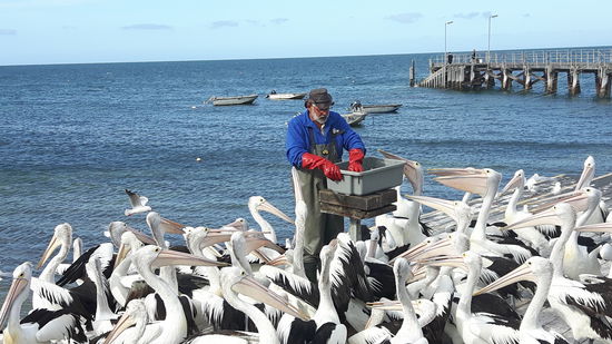 Jetzt gibt's frischen Fisch!