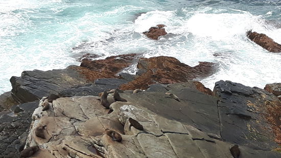 Seht ihr die Fellknäuel? Ich musste 2x hinsehen 