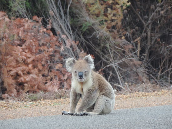 Unsere grimmige Highway-Bekanntschaft 
