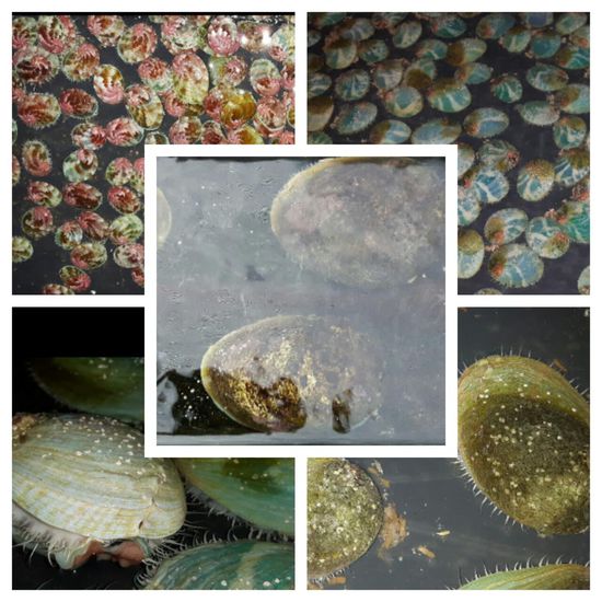 Das sind die Abalonen: Ganz klein (oben links), etwas größer (oben rechts) und noch etwas größer (beide Bilder unten) und die Abalonen im Erntebecken (in der Mitte)