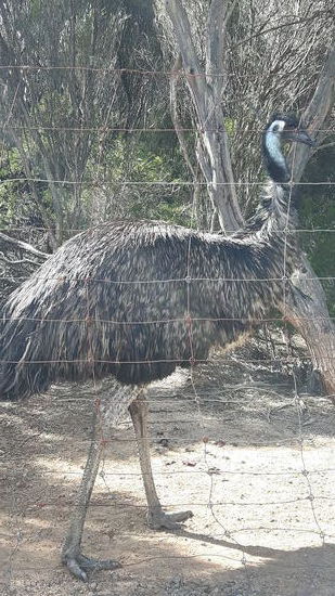 Ein Emu