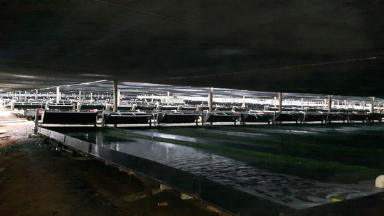 Mein Arbeitsbereich: Die Tanks mit den etwas größeren Abalonen