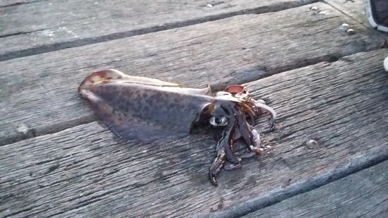 Tintenfisch frisch aus dem Meer