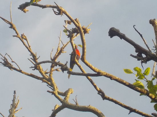 Die kleinen Schreihälse haben uns morgens aus dem Bett gerufen