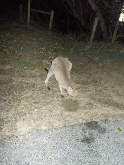 Das neugierigste Känguru