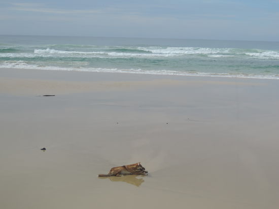 Unser erster wilder Dingo