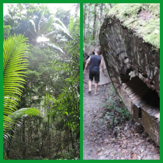 Wir sind hier wirklich im Urwald!