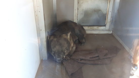 Wombat ( ich habe gedacht die wären viel kleiner und habe mich total erschrocken)