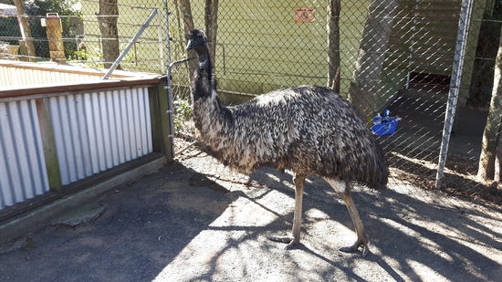 Emu