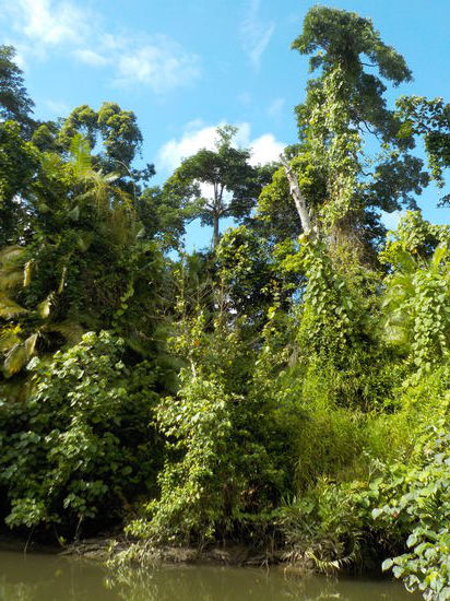 Hier auf dem Daintree River starteten wir unsere Bootstour