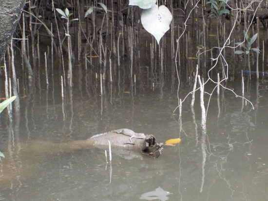 Seht ihr das Babykrokodil?