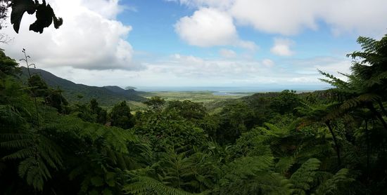 Aussicht über den Daintree National Park