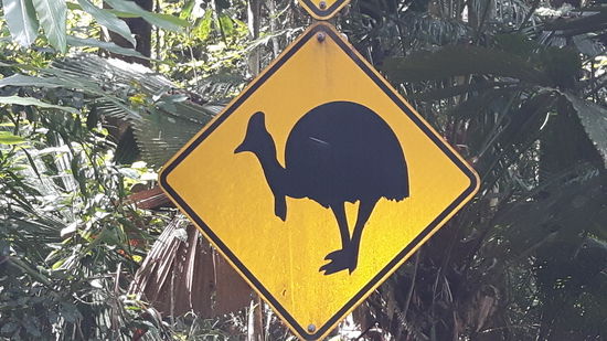 Kasuare haben wir leider nicht live gesehen