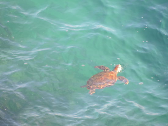 Unsere erste freie Schildkröte