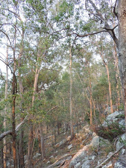 ...aber dieses tolle Licht auf die Bäume warf