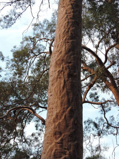 Sieht aus wie die Adern des Baumes oder?