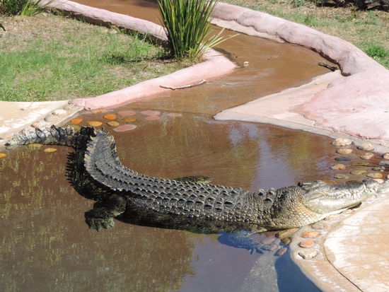 Schaut euch mal ganz genau die Beisserchen von dem Dino an - Grusel!