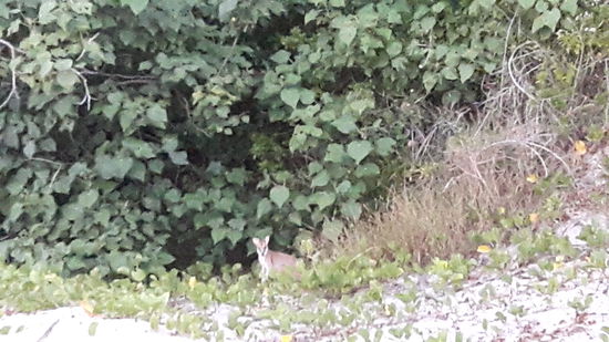 Da sahen wir schon das erste Wallaby