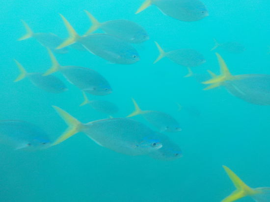 Die Fische schwammen die ganze Zeit in Schwärmen um uns herum