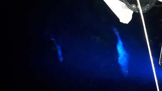 Hinter dem Boot wurde abends immer dieses blaue Licht angemacht, was die Fische anlockt und wir hatten bis spät abends Gesellschaft von diesen Riesen