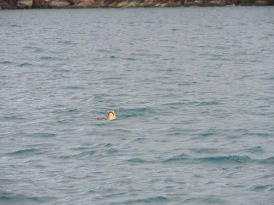 Von der Schildkröte wurden wir morgens begrüßt