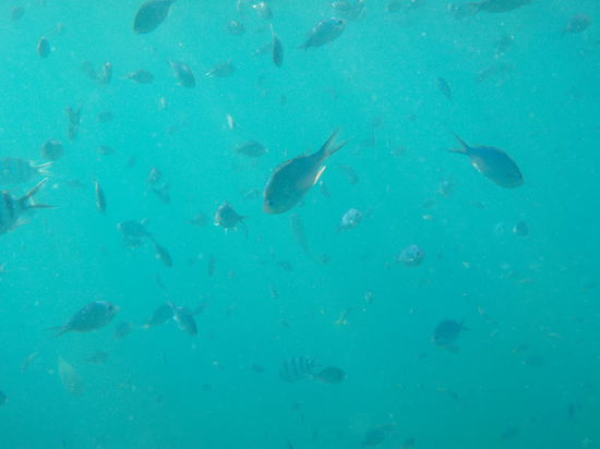 Mit soooooo vielen Fischen und wir mittendrin