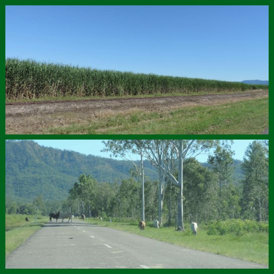 Dann ging es weiter an Zuckerrohrfeldern und freilaufenden Kühen vorbei...