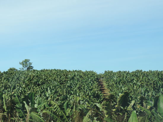 Bananenstauden soweit das Auge reicht