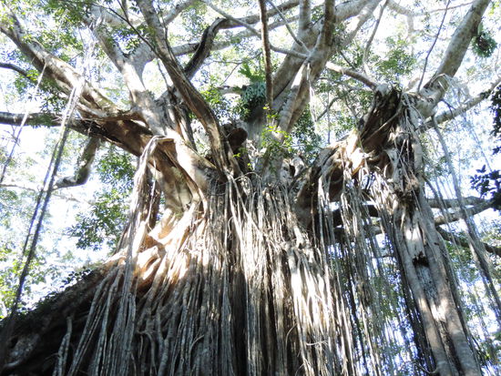 Curtain Fig Tree