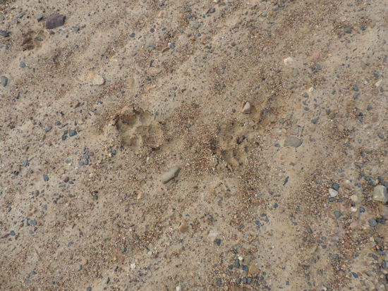 Nur Hund oder Dingo?