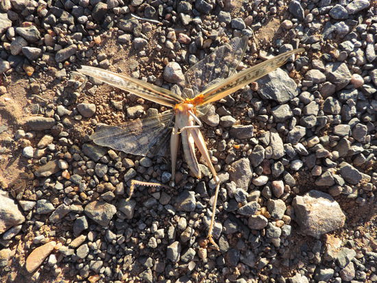Diese riesigen Tierchen sind uns entgegen geflogen und sahen aus wie übergroße  Pusteblumen