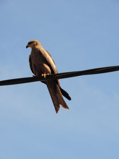 Der Bösewicht hat Oli ein Teil seines Sandwiches aus der Hand geklaut