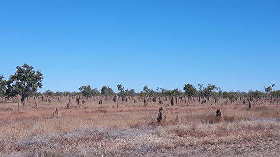 Überall am Straßenrand standen diese Termitenhügel, manchmal auch verkleidet