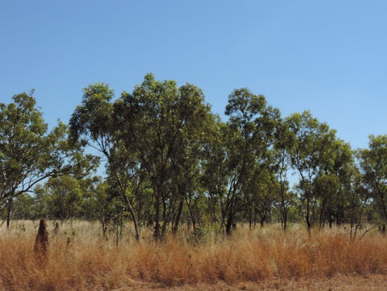 Hier gibt es rotes Gras 