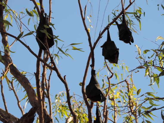 Und eine ganze Menge Flughunde