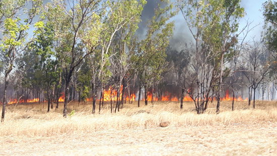 Ein kontrolliertes Buschfeuer