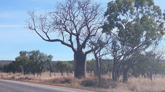 Die ersten Boab-Trees