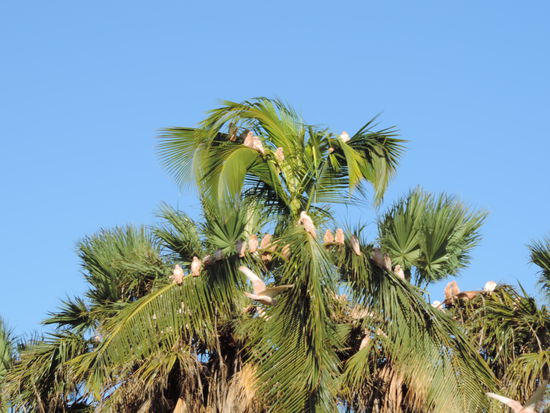 Die kleinen Rabauken machten ganz schön viel Krach