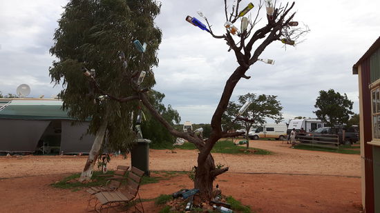 Eine andere Art von Flaschenbaum