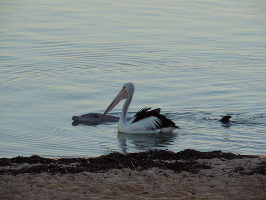 Die beiden warteten schon auf uns
