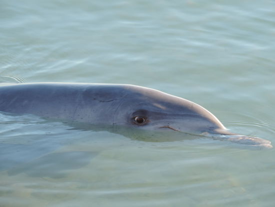 Wer beobachtet hier wen?