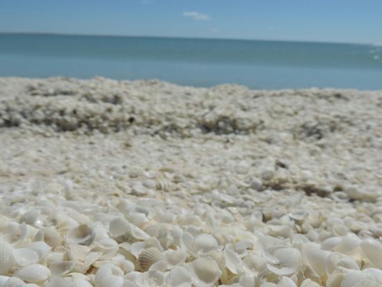 Shell Beach