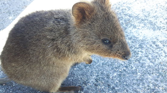 Die ersten Quokkas